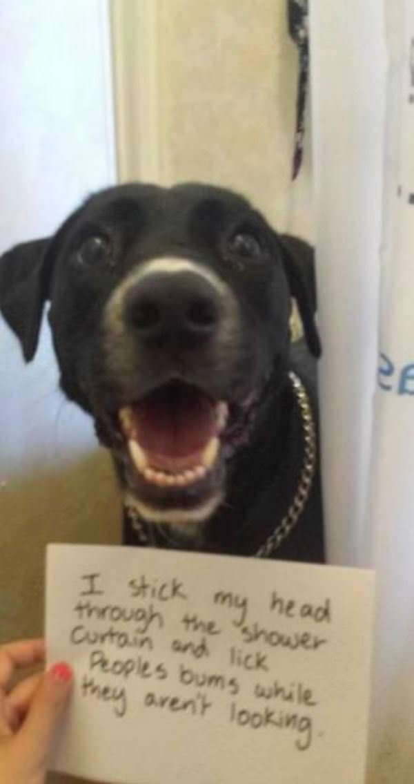 this dog is funny funny picture