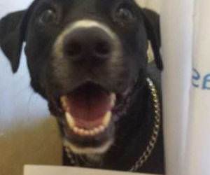 this dog is funny funny picture