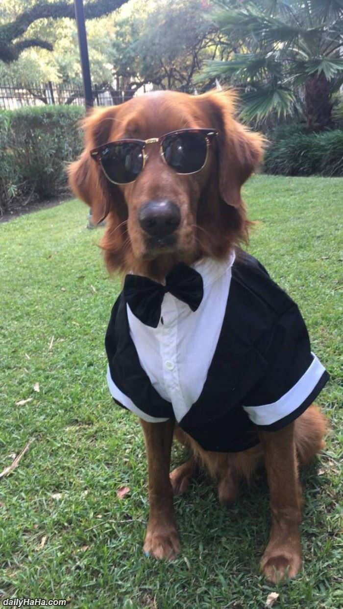 this dog is ready for any occasion funny picture
