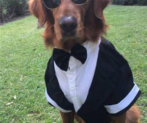this dog is ready for any occasion funny picture