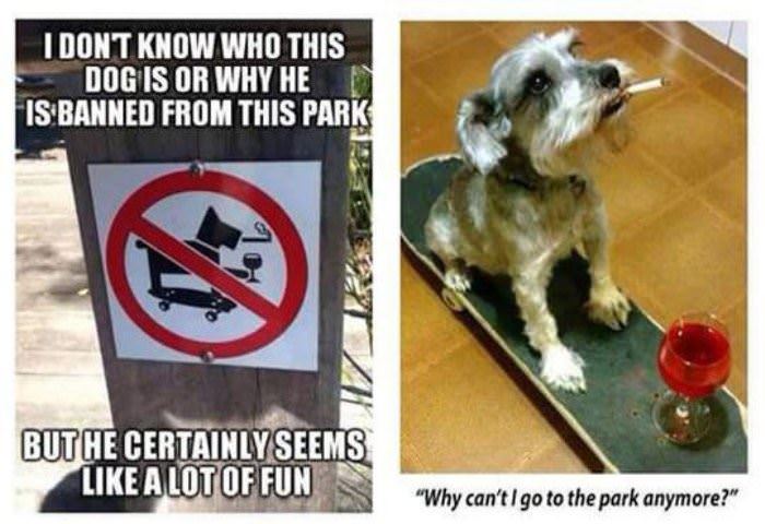 this dog loves the park funny picture