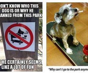 this dog loves the park funny picture