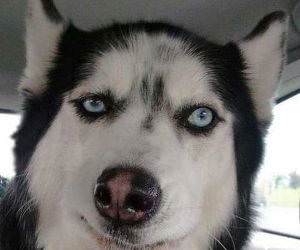 this dog funny picture