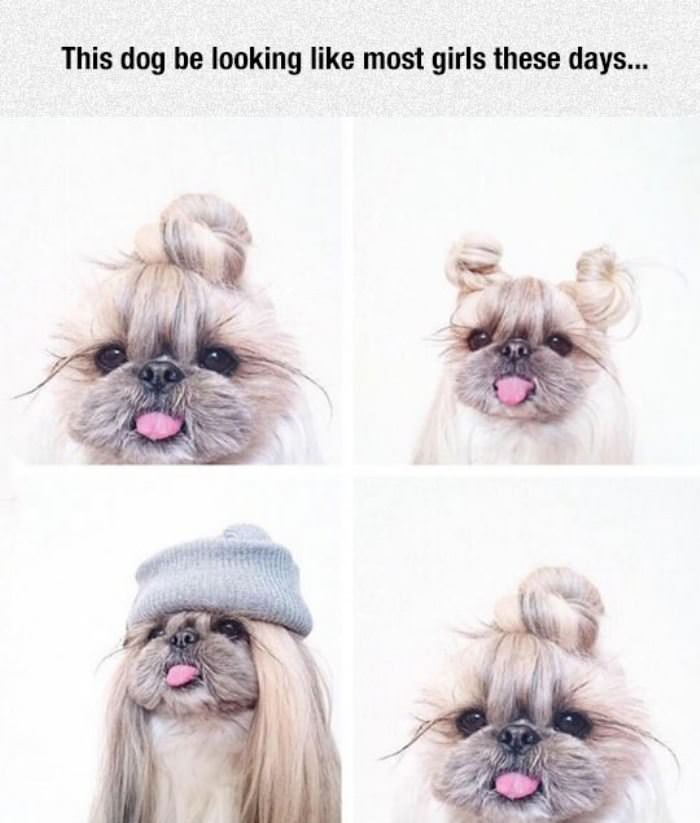 this dogs hair funny picture