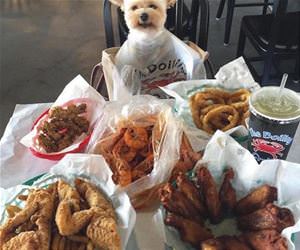 this is a very happy dog right now funny picture