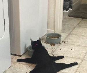 this is how i eat dinner funny picture