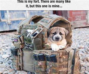 this is my fort funny picture