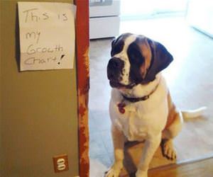 this is my growth chart funny picture