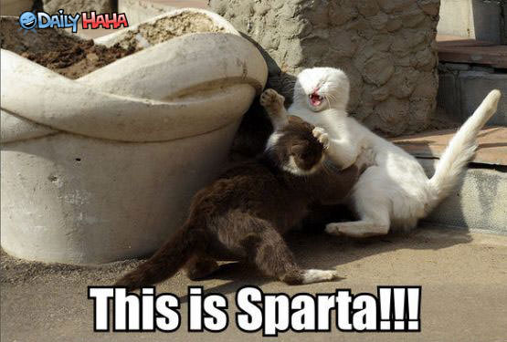 This is Sparta Cats