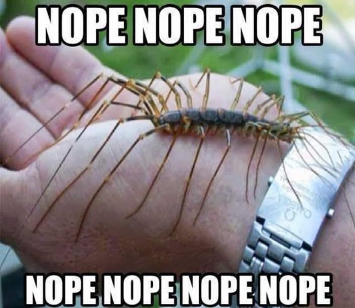 this is the nope bug funny picture