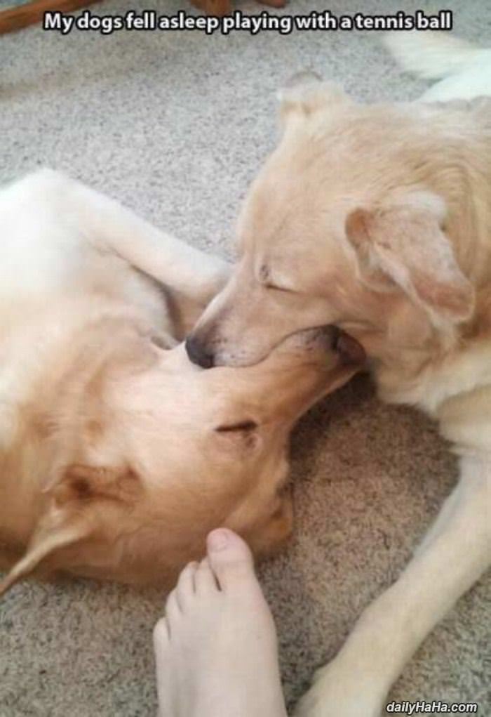 this is tiring funny picture