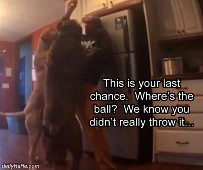 this is your last chance funny picture