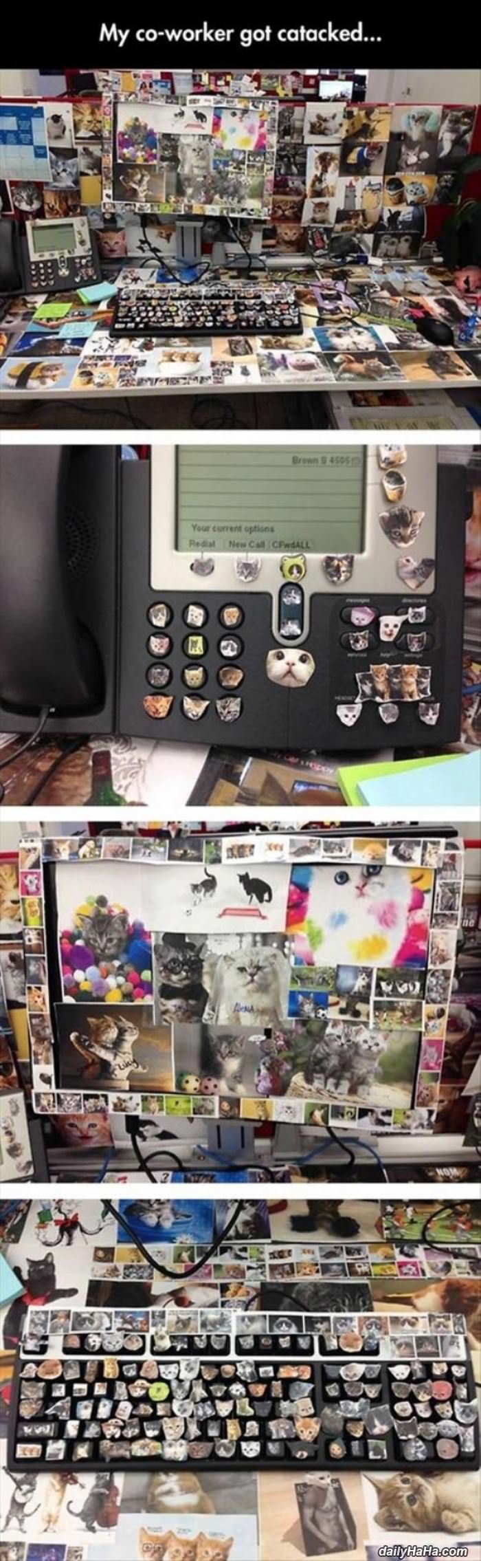 this lady loves cats funny picture