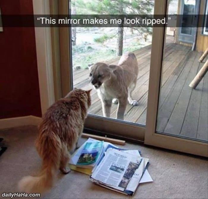 this mirror is great funny picture
