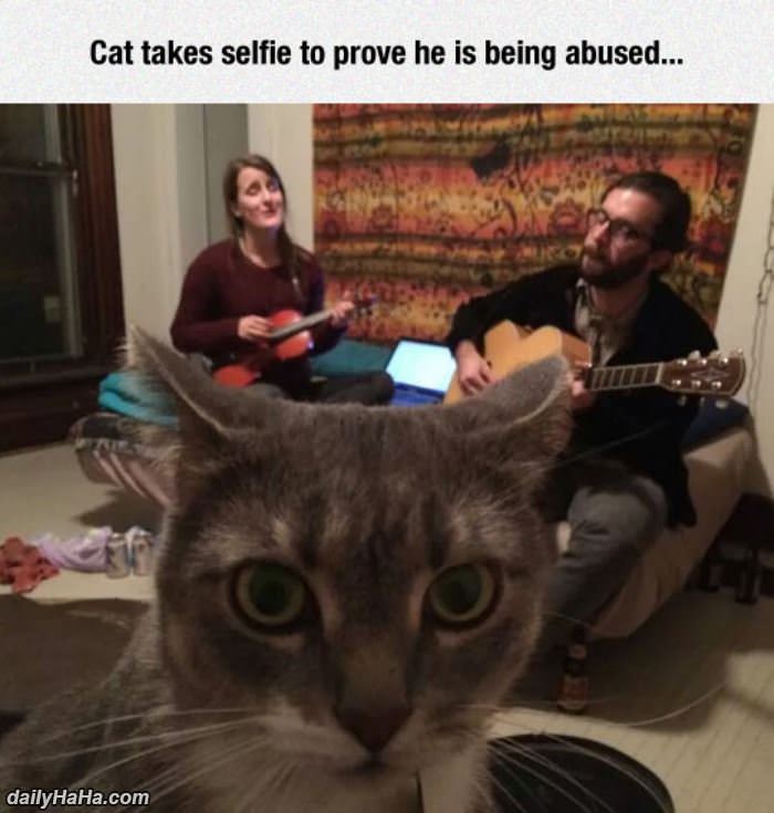 this poor cat funny picture
