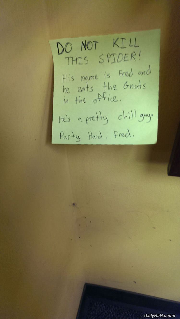 this spider funny picture