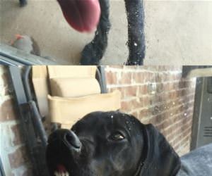 this window is delicious funny picture