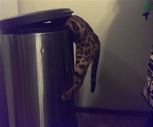 throw away leftover pizza funny picture