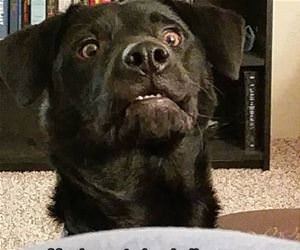 throw the ball funny picture