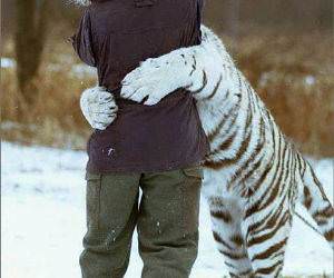 Man Hugging Tiger, Tiger getting hungry!