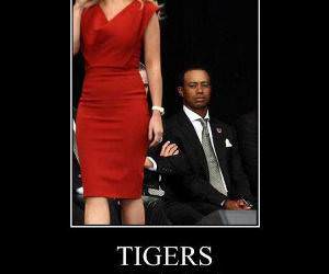 Tigers funny picture