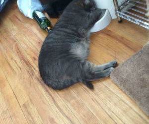 timed cat feeder funny picture