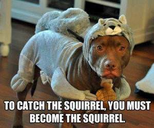 To Catch the Squirrel funny picture