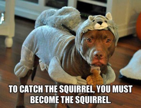 To Catch the Squirrel funny picture