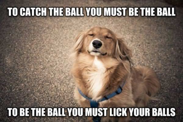 to catch the ball funny picture