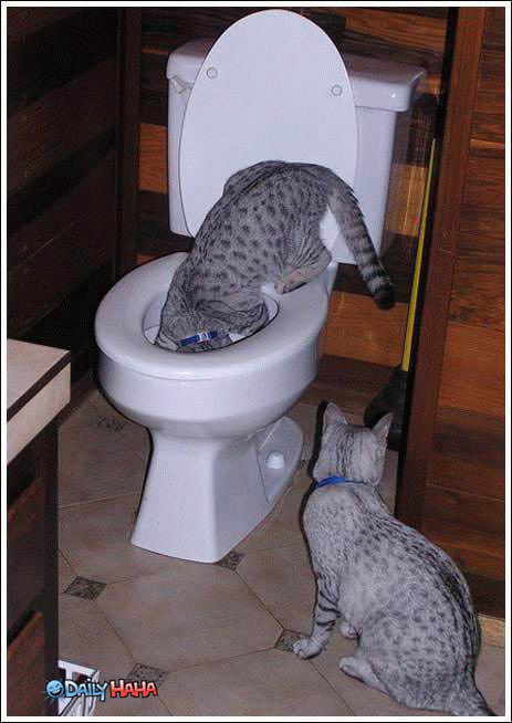 Toilet Diving Cat