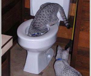 Toilet Diving Cat