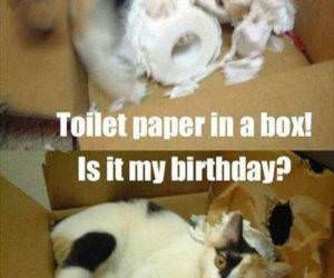 toilet paper and a box funny picture