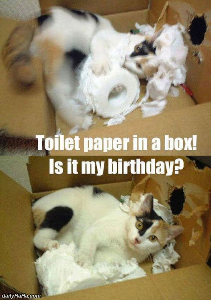 toilet paper in a box funny picture