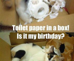 toilet paper in a box funny picture