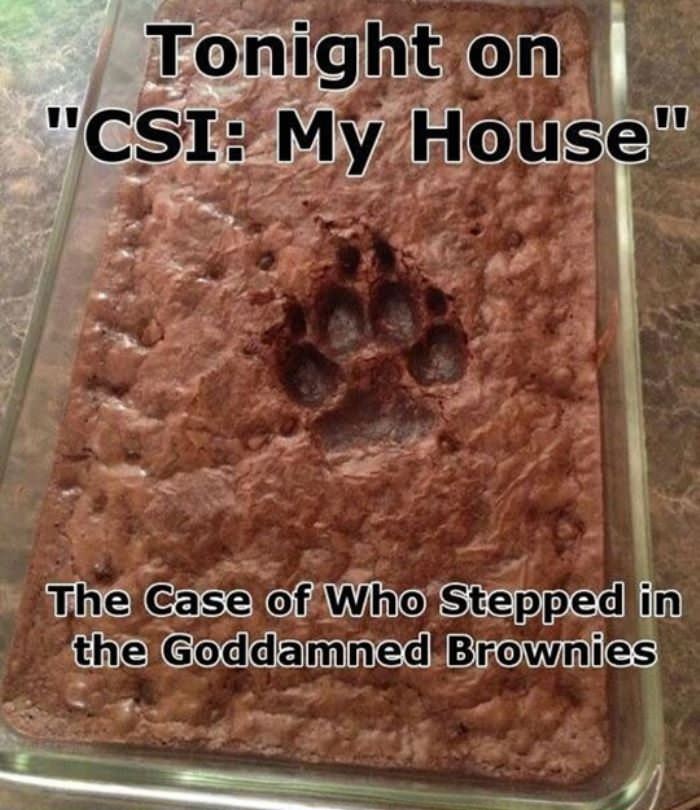 tonight on csi funny picture