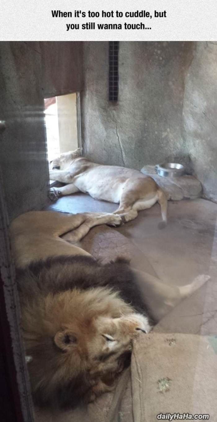 too hot to cuddle funny picture