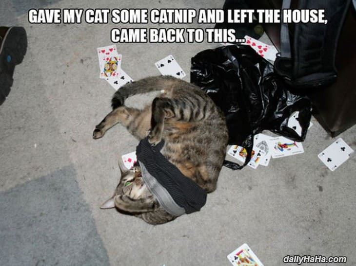 too much nip funny picture