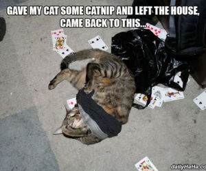 too much nip funny picture