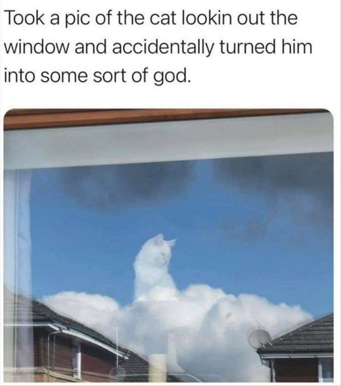 took a pic of the cat