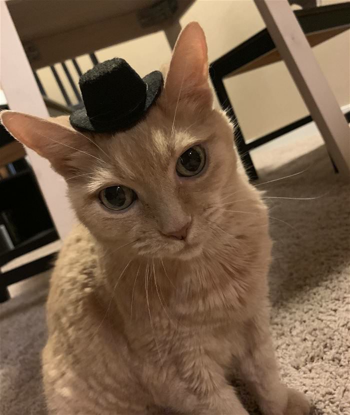 top hat cat