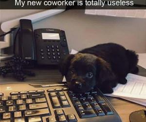 totally-useless-co-worker funny picture