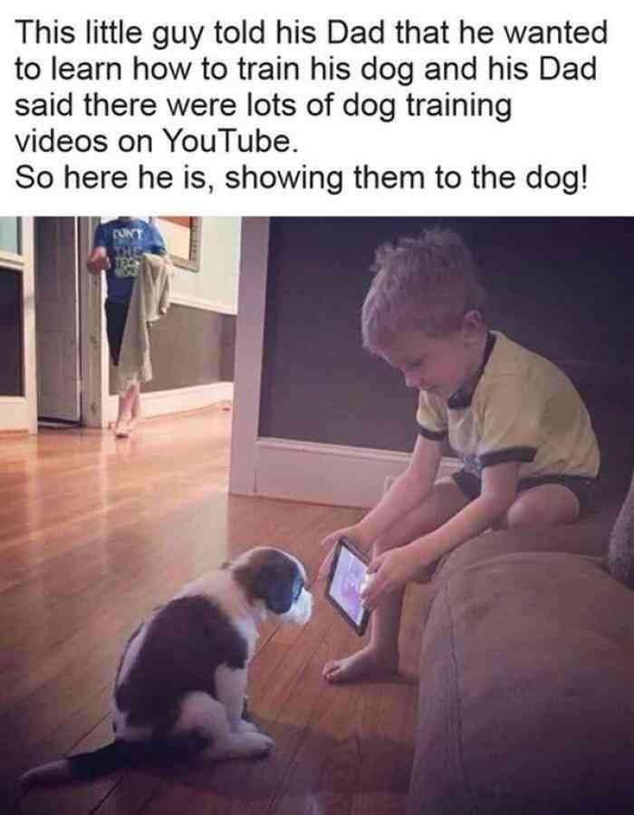 training the dog