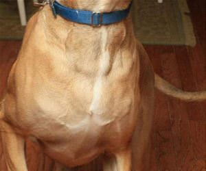 treaaaaats funny picture