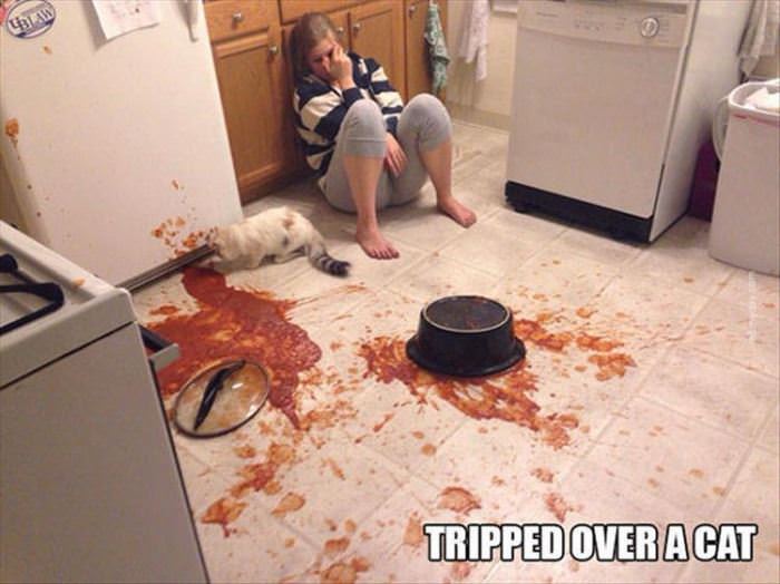 tripped over the cat funny picture