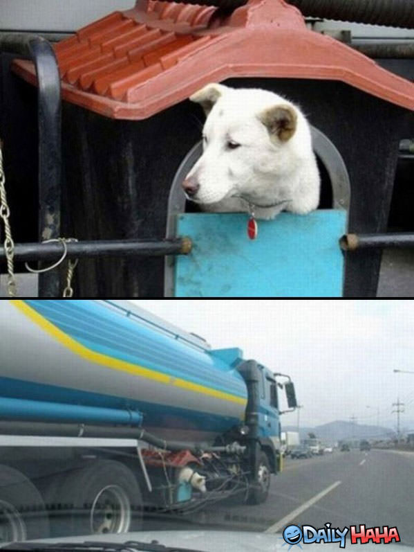 Truck Dog House funny picture