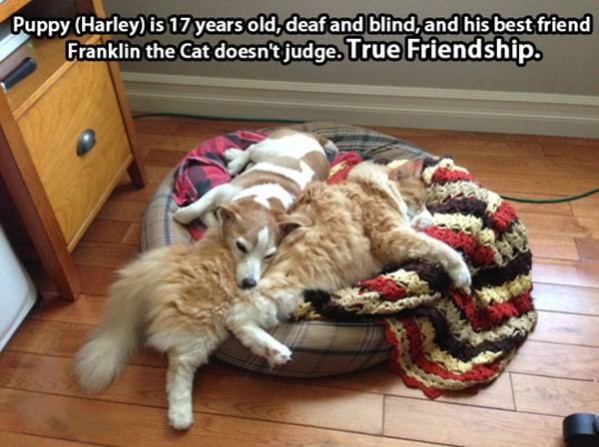 True Animal Friendships funny picture