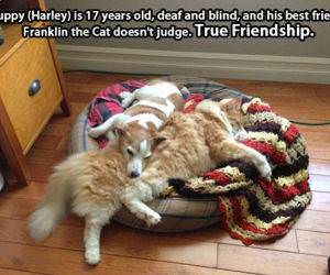 True Animal Friendships funny picture