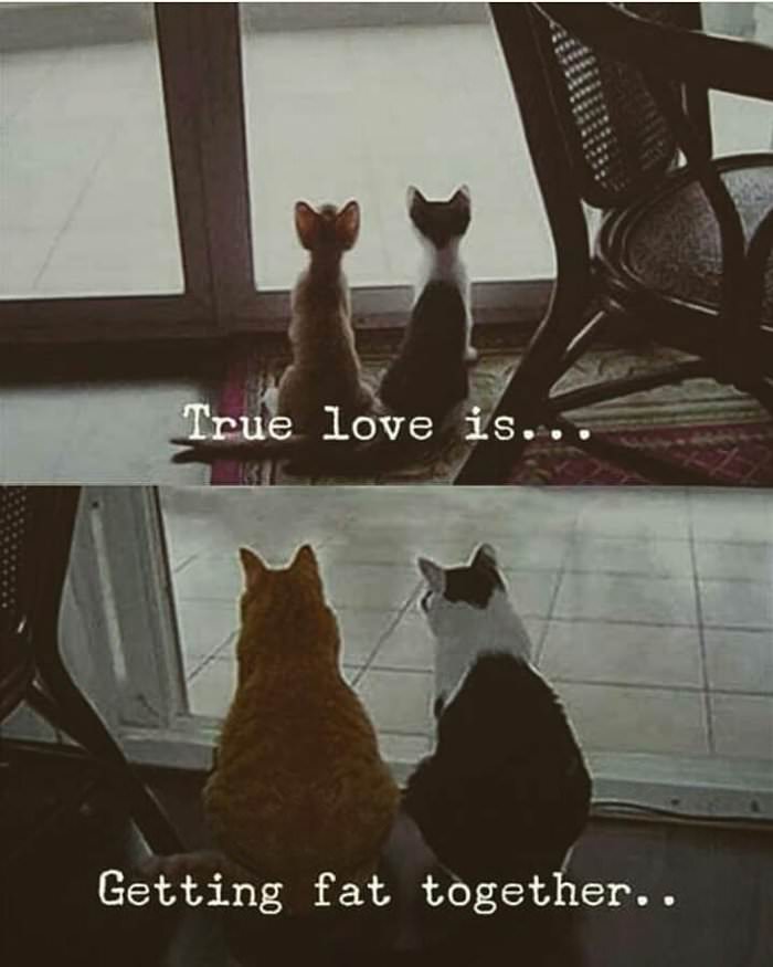 true love is ... 2