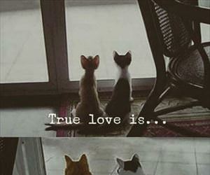 true love is ... 2