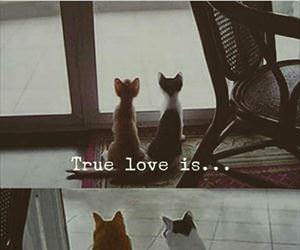 true love is ... 2
